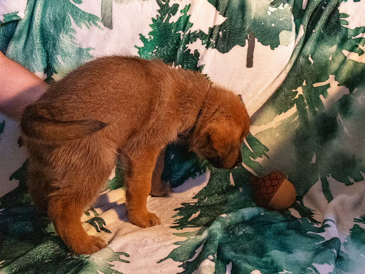 chinook puppy